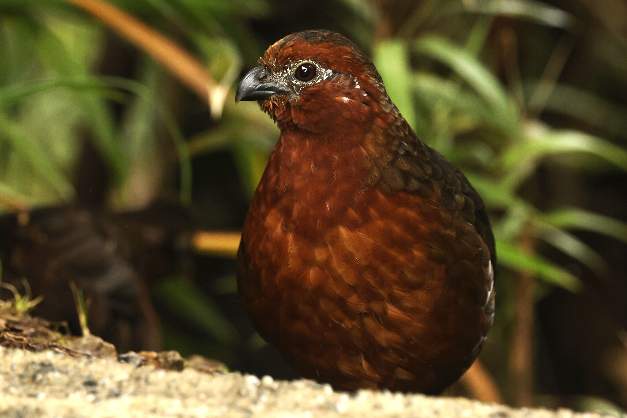 Chestnut Wood Quail (Odontophorus hyperythrus), photo 3