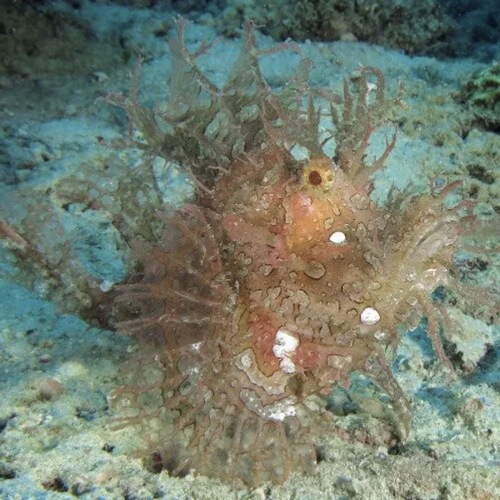 Rhinopias scorpionfish