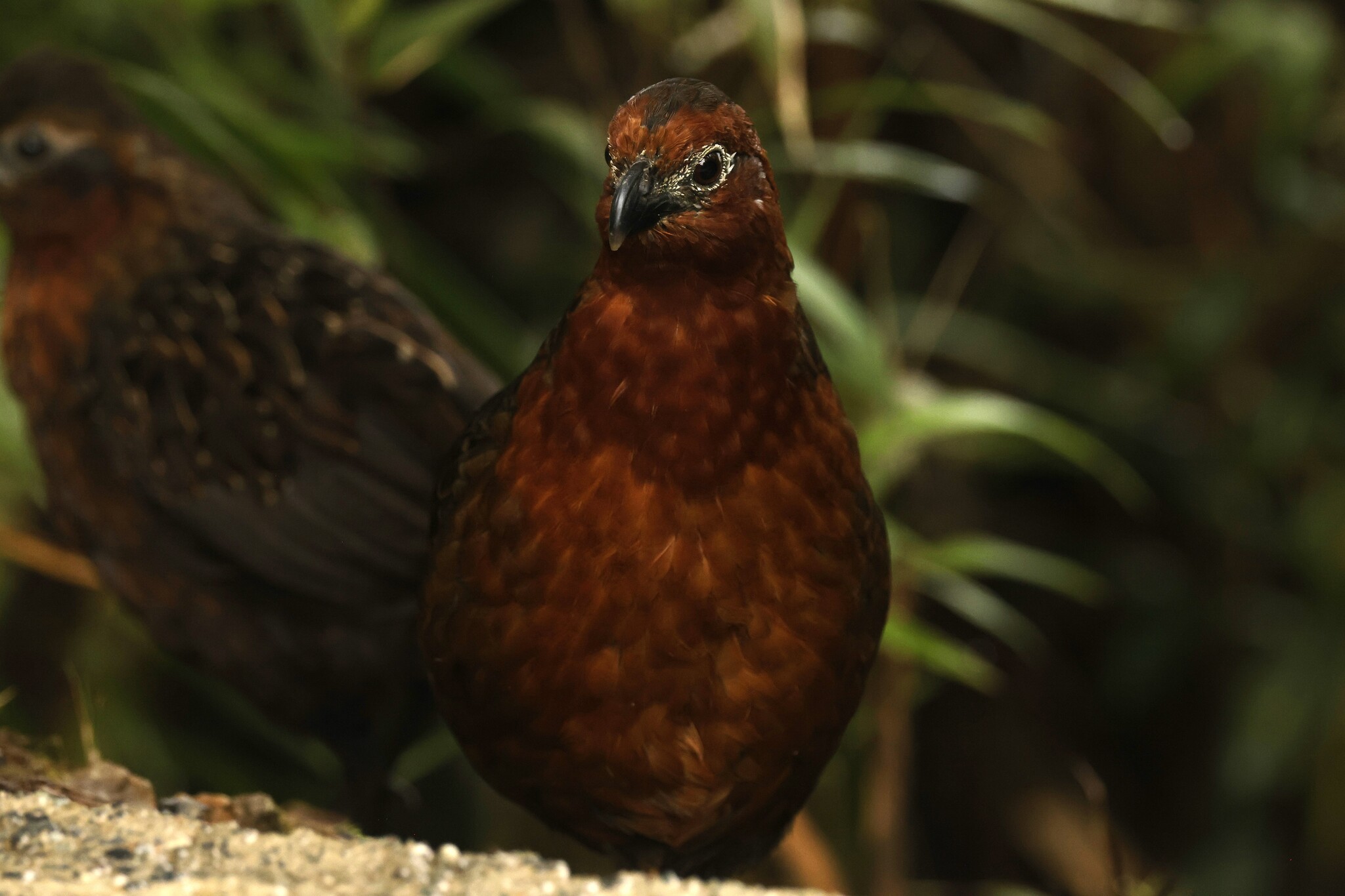 Chestnut Wood Quail (Odontophorus hyperythrus), photo 2