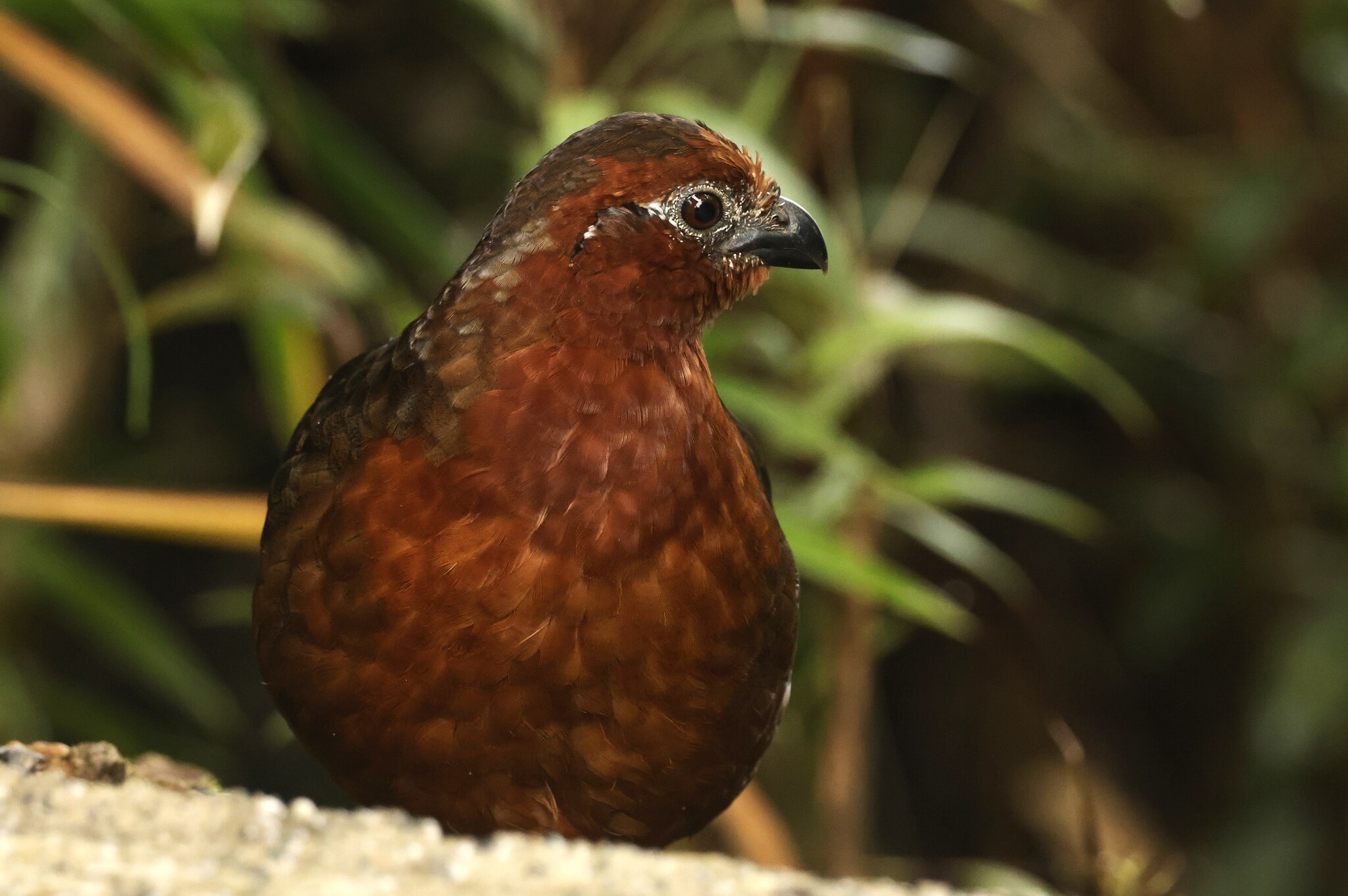 Chestnut Wood Quail (Odontophorus hyperythrus), photo 4