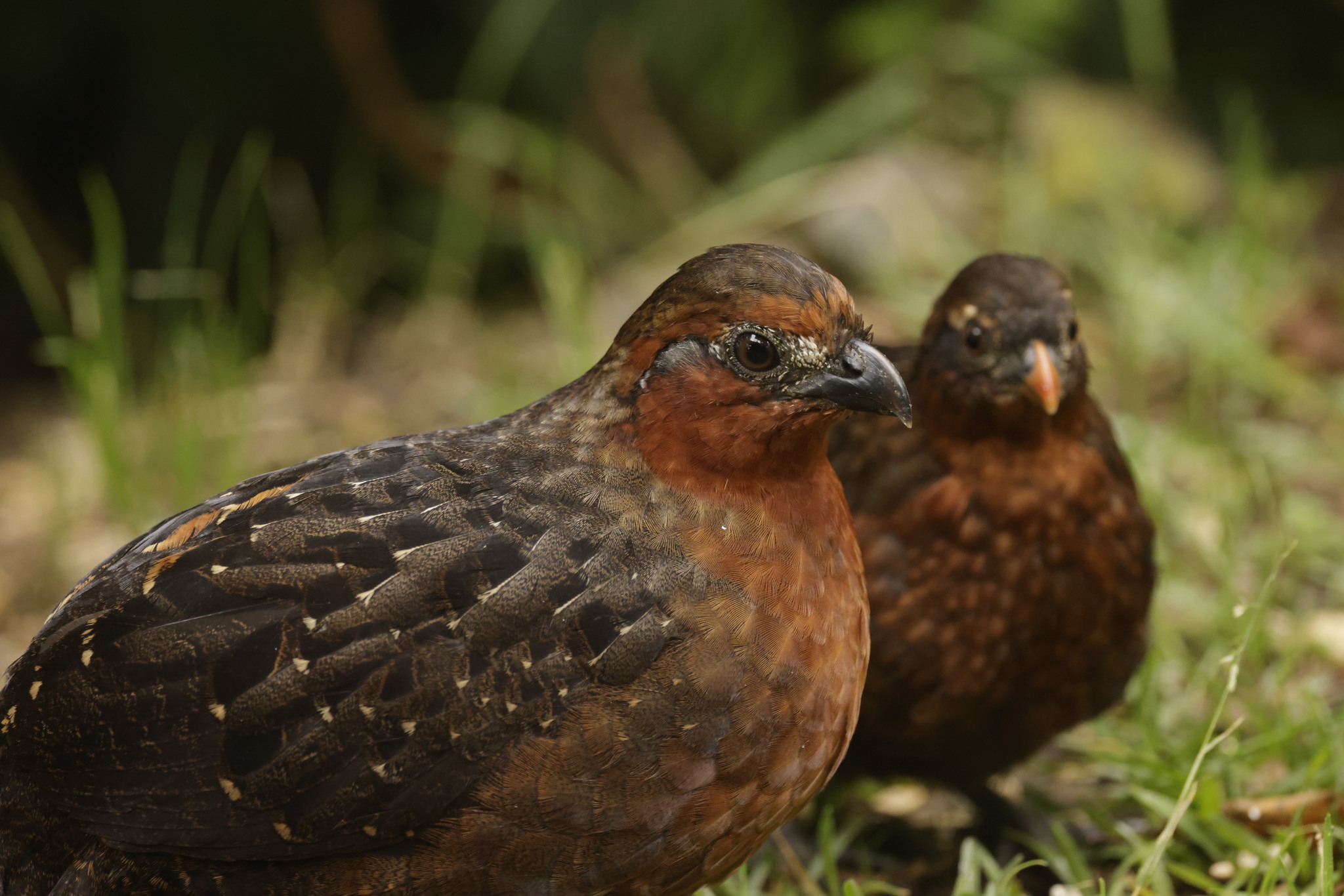 Chestnut Wood Quail (Odontophorus hyperythrus), photo 1