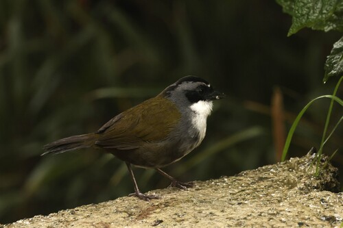 Grey-browed Brushfinch (Arremon assimilis), photo 4