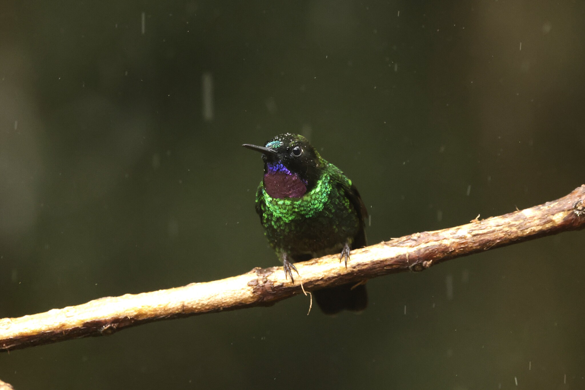 Tourmaline Sunangel (Heliangelus exortis), photo 10