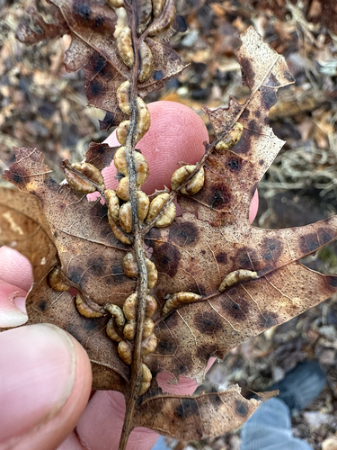 Unknown species found near Patapsco Valley, Baltimore County, US-MD, US