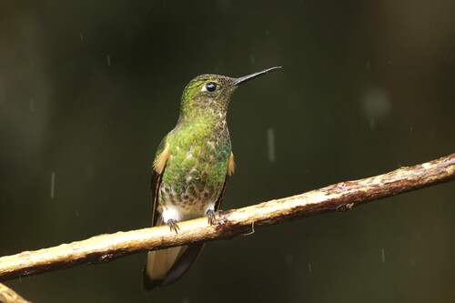 Buff-tailed Coronet (Boissonneaua flavescens), photo 9