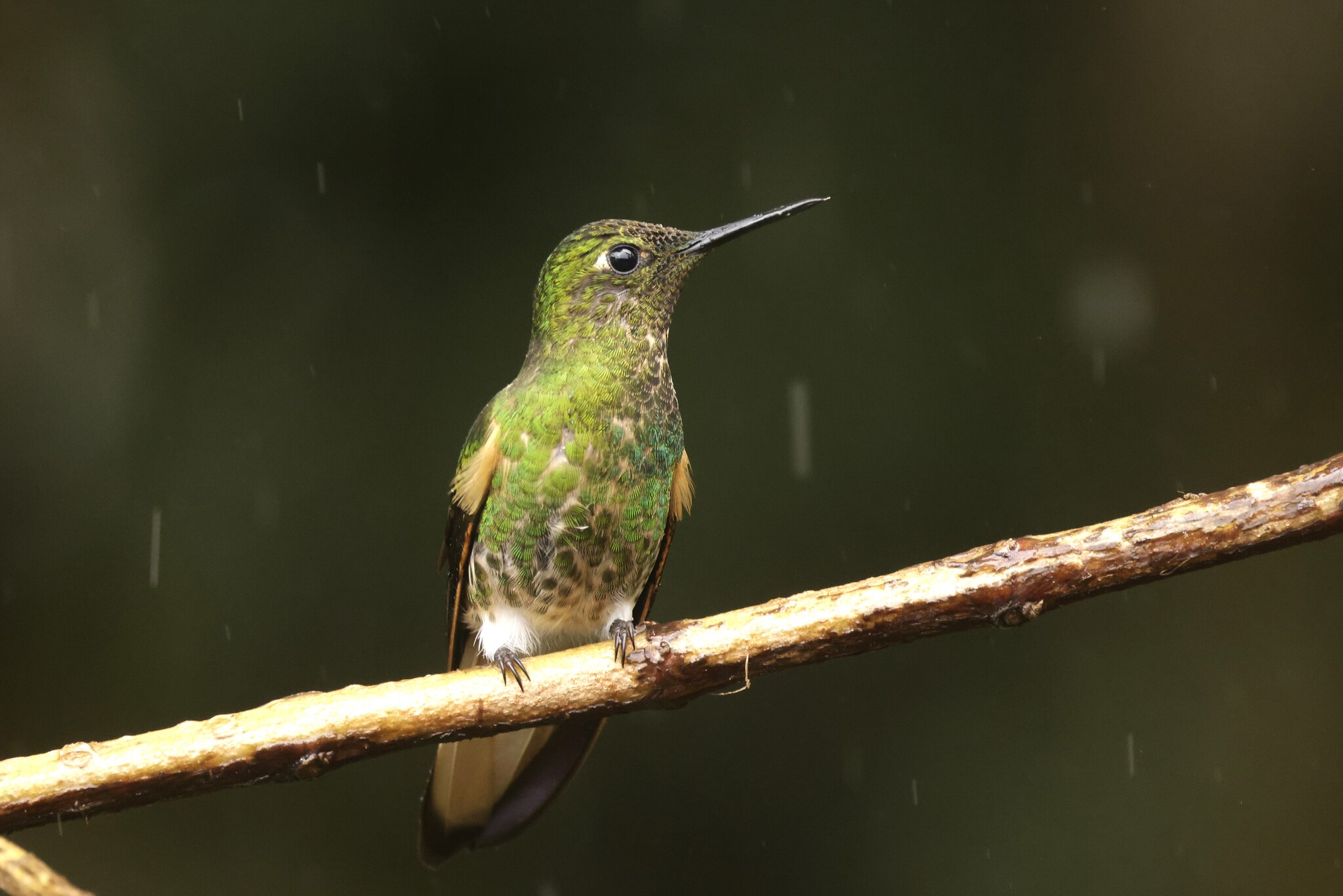 Buff-tailed Coronet (Boissonneaua flavescens), photo 6