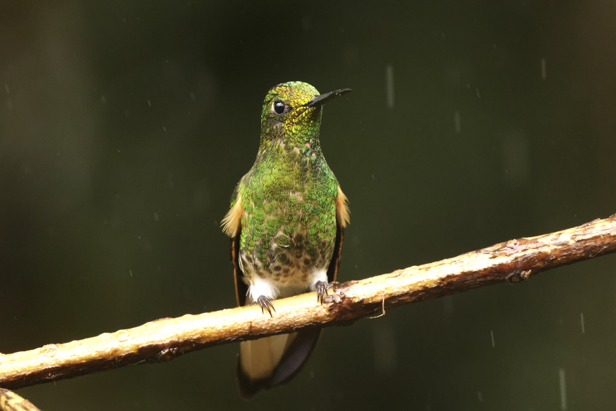 Buff-tailed Coronet (Boissonneaua flavescens), photo 5