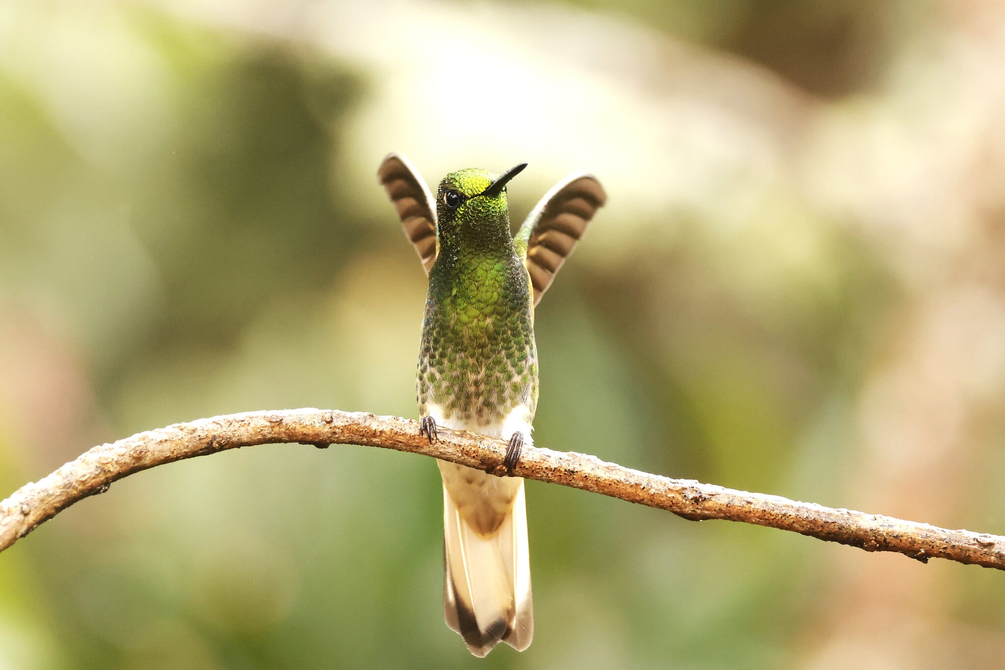 Buff-tailed Coronet (Boissonneaua flavescens), photo 7