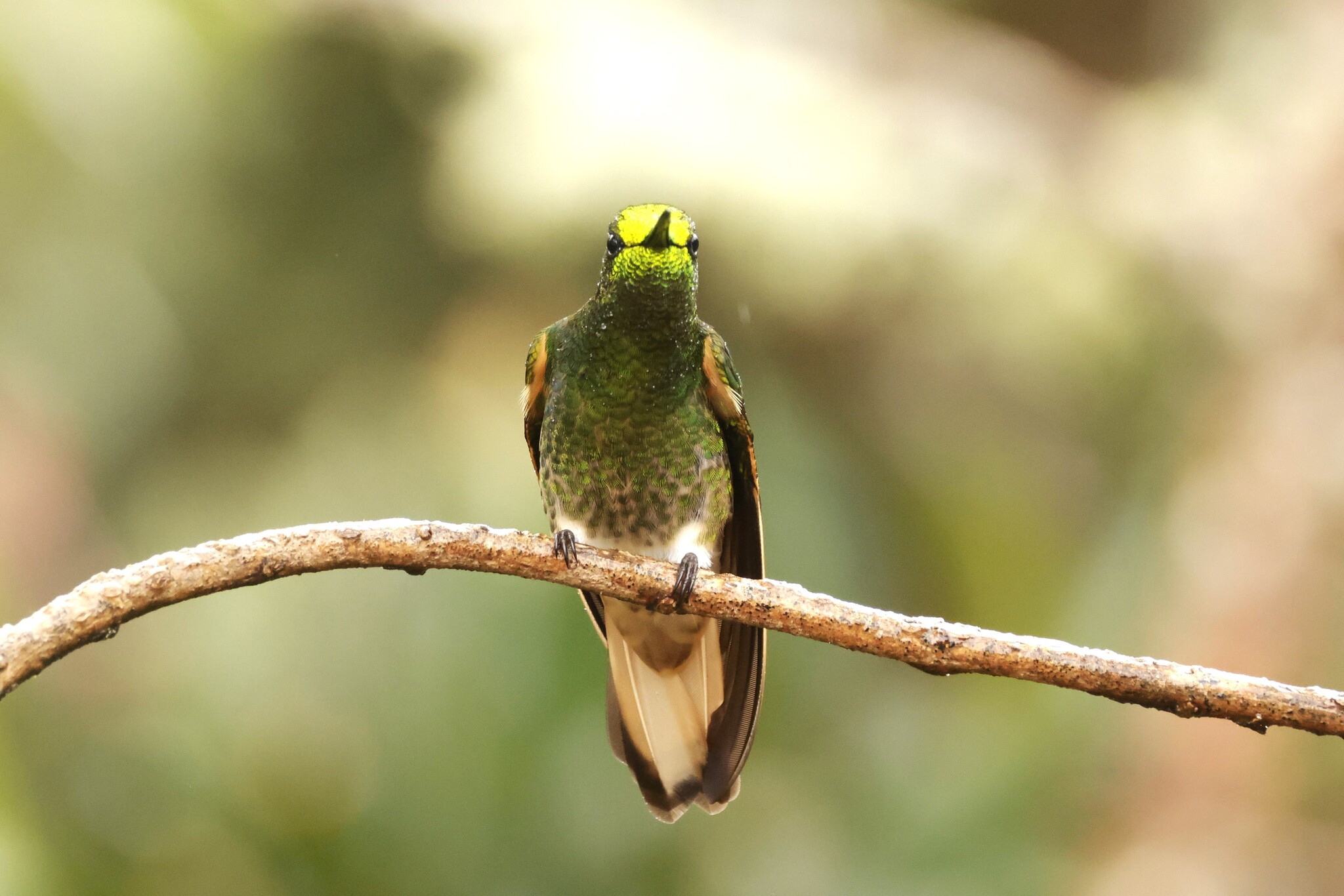 Buff-tailed Coronet (Boissonneaua flavescens), photo 8