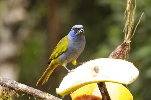 Blue-capped Tanager (Sporathraupis cyanocephala), photo 6