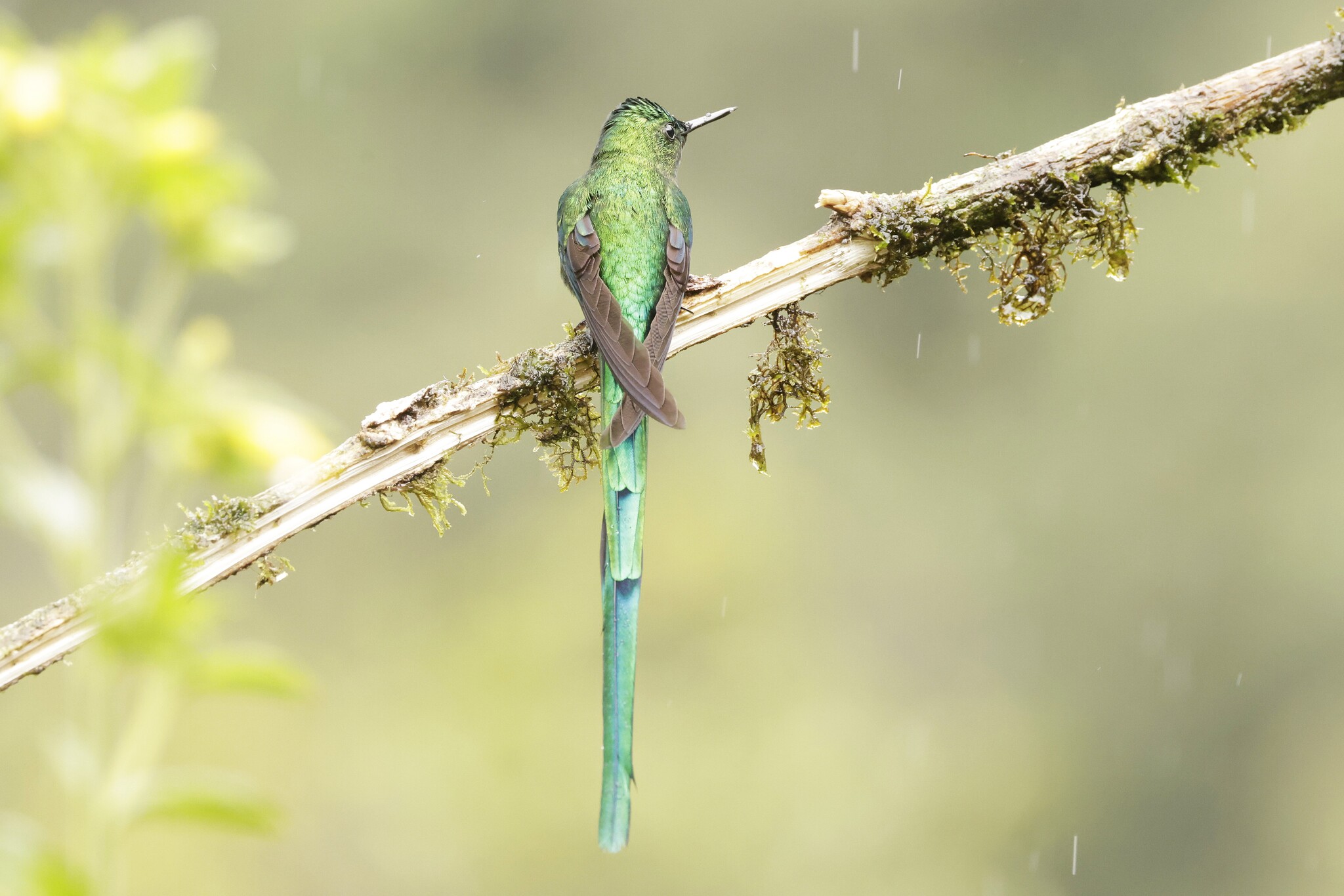 Long-tailed Sylph (Aglaiocercus kingii), photo 5
