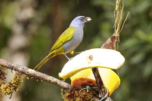 Blue-capped Tanager (Sporathraupis cyanocephala), photo 6