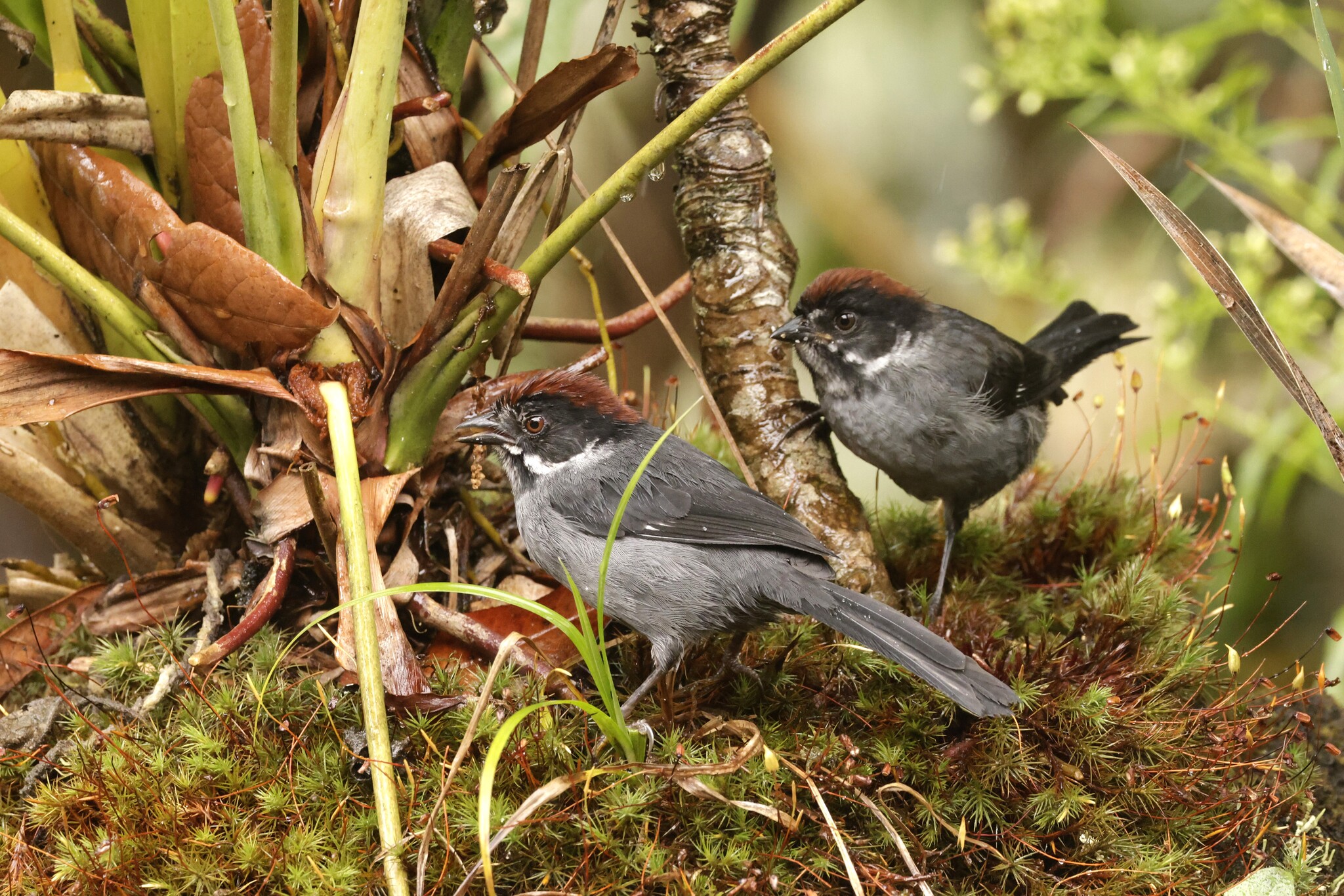 Slaty Brushfinch (Atlapetes schistaceus), photo 5