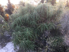 Banksia plumosa
