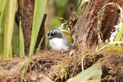 Grey-browed Brushfinch (Arremon assimilis), photo 5