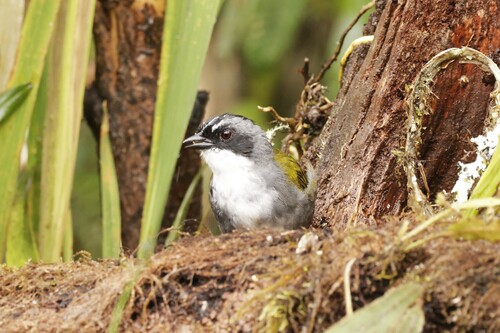 Grey-browed Brushfinch (Arremon assimilis), photo 10