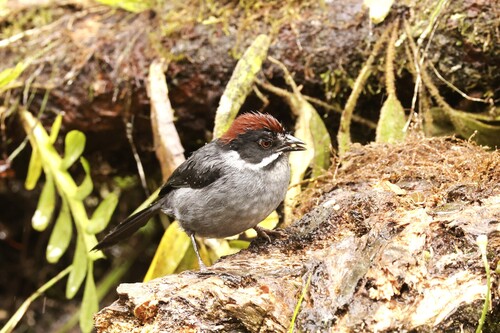 Slaty Brushfinch (Atlapetes schistaceus), photo 4