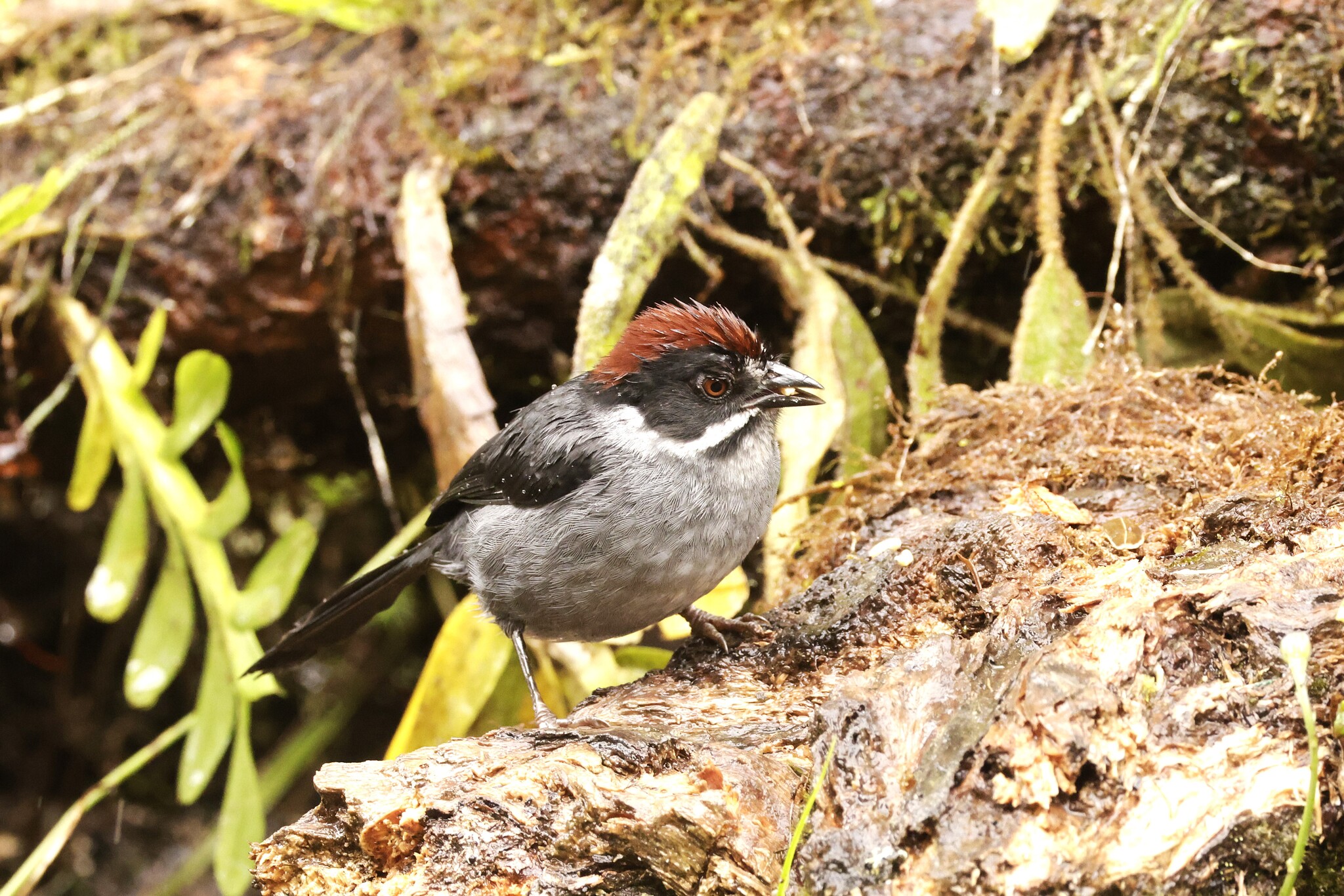 Slaty Brushfinch (Atlapetes schistaceus), photo 4