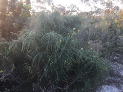 Banksia plumosa