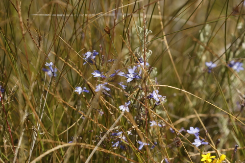Floppy Lobelia (Lobelia flaccida)