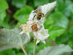 Rubus tricolor