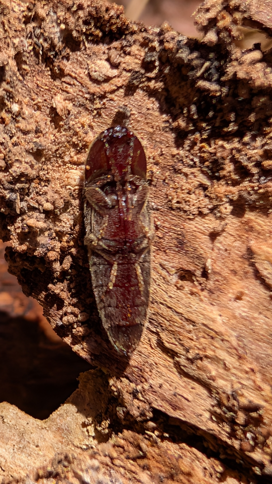 Melanotus castanipes