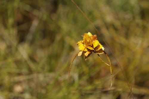 Golden Sedge (Cyperus sphaerocephalus)