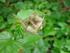 Rubus tricolor