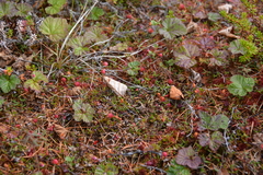 Vaccinium microcarpum