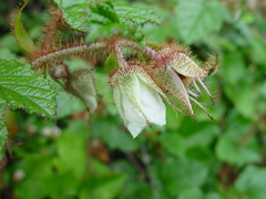 Rubus tricolor