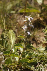 Ajuga ophrydis, photograph author not stated, no rights reserved