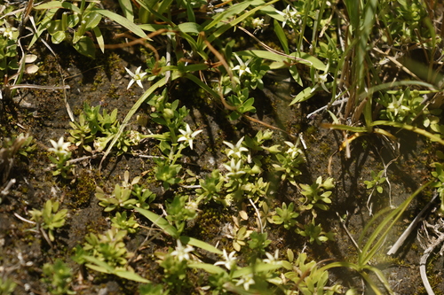 Milky Lobelia (Lobelia sonderiana)