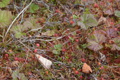 Vaccinium microcarpum