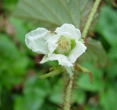 Rubus tricolor