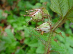 Rubus tricolor