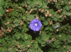 Convolvulus sabatius mauritanicus
