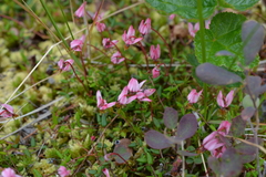 Vaccinium microcarpum