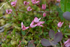 Vaccinium microcarpum