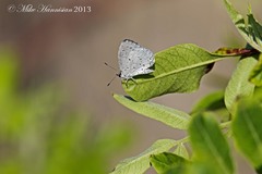 Celastrina idella