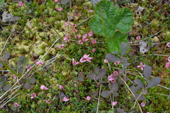 Vaccinium microcarpum