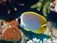 Chaetodon adiergastos