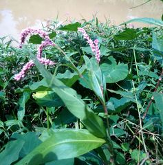 Persicaria glabra