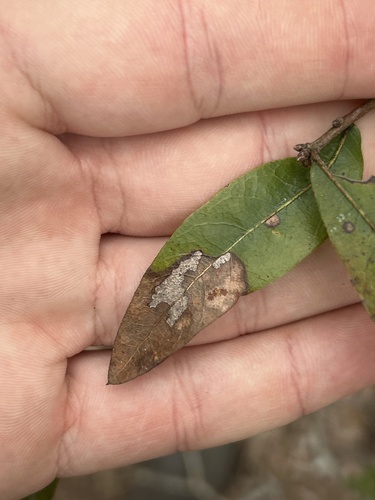 Darlington Oak (Quercus hemisphaerica)