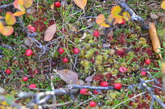 Vaccinium microcarpum