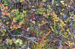 Vaccinium microcarpum