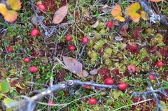 Vaccinium microcarpum