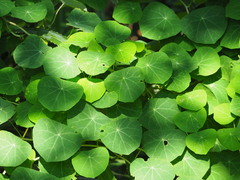 Stephania cephalantha