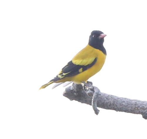 Black-hooded Oriole
