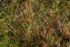 Vaccinium microcarpum