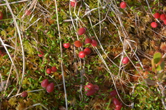 Vaccinium microcarpum